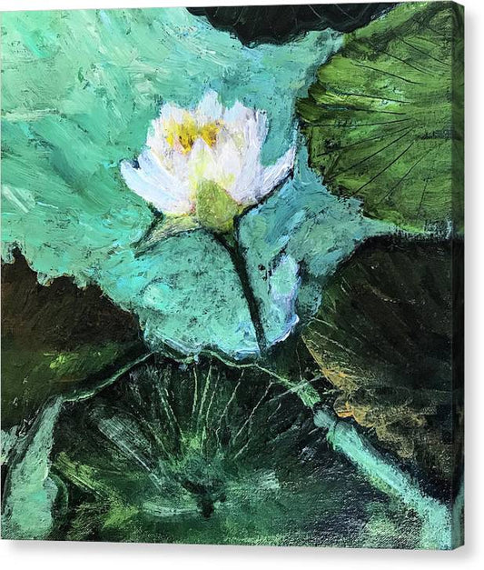 Water Lily, Solo #1 - Canvas Print